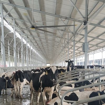 Dobra cena. 6.1m 20FT przemysłowy wentylator sufitowy z 6Pcs aluminiowych magnezu stopów ostrza i trwałe w Internecie